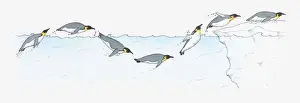 Antarctica Prints: Illustration of King Penguin Aptenodytes patagonica diving and swimming and diving on to ice in Antarctic