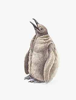 Vulnerability Prints: Illustration of King Penguin (Aptenodytes patagonicus) chick