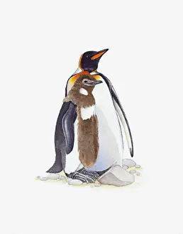 Penguin Prints: Illustration of King Penguin (Aptenodytes patagonicus) with molting chick