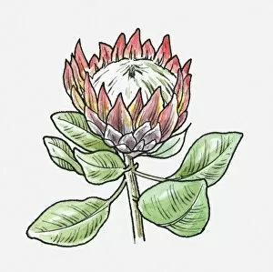 Illustration of King Protea (Protea cynaroides) with large flower head and green leaves