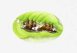Images Dated 6th May 2011: Illustration of King Swallowtail butterfly (Papilio thoas) brown and white caterpillar on green leaf