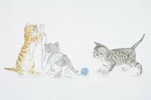 Illustration, three kittens playing with ball of wool, kitten to left holding up thread in front of entangled kitten in