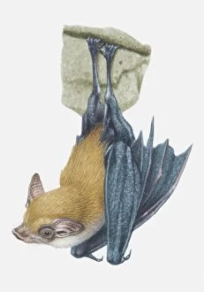 Habitat Collection: Illustration, Kittis Hog-nosed Bat (Craseonycteris thonglongyai) hanging upside down, side view