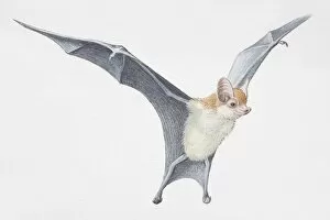 Images Dated 12th September 2006: Illustration, Kittis Hog-nosed Bat (Craseonycteris thonglongyai) with wings outspread, side view