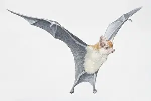 Alertness Prints: Illustration, Kittis Hog-nosed Bat (Craseonycteris thonglongyai) with wings outspread