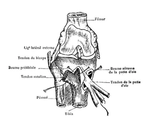 Images Dated 31st August 2019: Knee