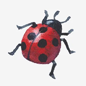 Ladybug Gallery: Illustration of a ladybird