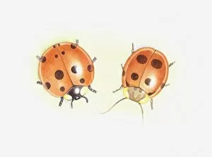 Images Dated 6th May 2011: Illustration of Ladybird (Coccinellidae) next to cockroach that looks like a ladybird