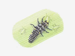 Four Animals Collection: Illustration of ladybird larva eating aphids