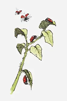 Ladybug Prints: Illustration of Ladybirds (Coccinella septempunctata) crawling on stem and leaves of plant and in flight