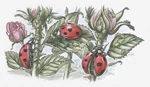 Images Dated 20th November 2009: Illustration of Ladybirds feeding on aphids