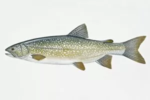 Illustration of Lake Trout (Salvelinus namaycush), North American freshwater fish