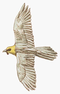 Images Dated 6th July 2011: Illustration of Lammergeier or Bearded Vulture (Gypaetus barbatus) in flight