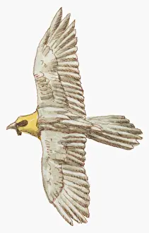 Vulture Prints: Illustration of Lammergeier or Bearded Vulture (Gypaetus barbatus) in flight