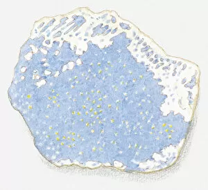 Images Dated 7th July 2011: Illustration of Lapis lazuli