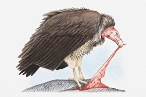 Images Dated 24th May 2010: Illustration of Lappet-faced vulture (Torgos tracheliotos) feeding on another animal