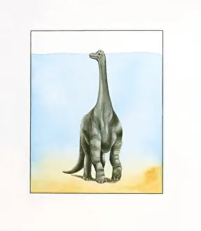Paleontology Prints: Illustration of large Barosaurus dinosaur walking underwater with top of head peeking above surface on long neck