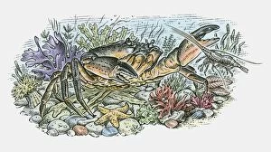 Illustration of large crab, crayfish and star fish on ocean floor