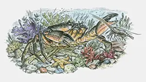 Crustacean Prints: Illustration of large crab, crayfish and star fish on ocean floor