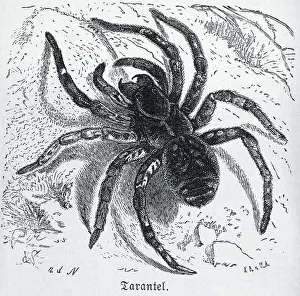 Scary Prints: Illustration Of A Large Hairy Tarantula