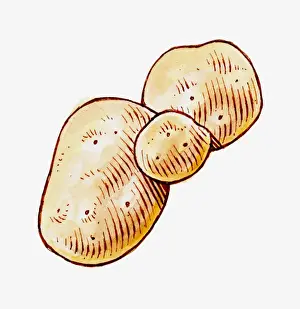 Solanum Tuberosum Prints: Illustration of large, medium and small raw Solanum tuberosum (Potato)