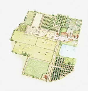 Illustration of a larger home farm, showing land divided up into fields for different uses including crops
