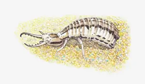 Entomology Prints: Illustration of larva of Antlion (Myrmeleontidae)