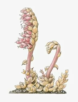 Illustration of Lathraea squamaria (Toothwort), parasitic with short flower-bearing shoots, pink flo