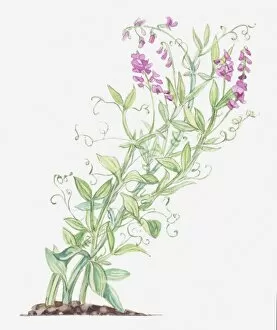 Leguminosae Gallery: Illustration of Lathyrus latifolius (Broad-leaved everlasting-pea)