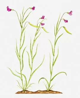 Leguminosae Gallery: Illustration of Lathyrus nissolia (Grass vetchling), pink flowers on slender stems