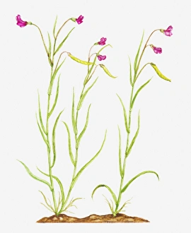 Leguminosae Gallery: Illustration of Lathyrus nissolia (Grass vetchling), pink flowers on slender stems