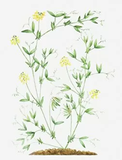 Leguminosae Gallery: Illustration of Lathyrus pratensis (Meadow vetchling), leaves and yellow flowers on slender stems