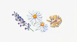 Images Dated 10th November 2008: Illustration of lavender flowers on stem, German chamomile flowers, and sandalwood chips