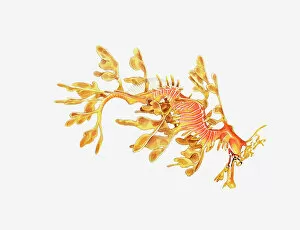 Images Dated 6th May 2011: Illustration of Leafy Sea Dragon (Phycodurus eques)