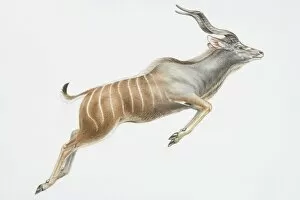 Bovidae Gallery: Illustration, leaping Nyala (Tragelaphus angasii), curly horns
