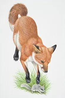Illustration, leaping Red Fox (Vulpes vulpes) attacking small rodent, front view