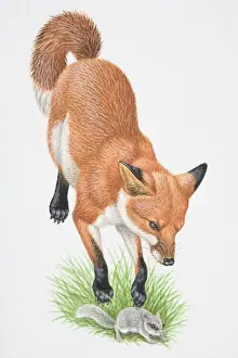 Attacking Prints: Illustration, leaping Red Fox (Vulpes vulpes) attacking small rodent, front view