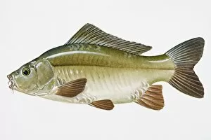 Images Dated 28th April 2008: Illustration of Leather Carp (Cyprinus carpio), European freshwater fish