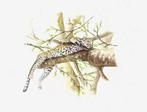 Safari Animals Gallery: Illustration of Leopard (Panthera pardus) sleeping on branch in tree