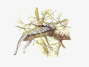 Leopard Prints: Illustration of Leopard (Panthera pardus) sleeping on branch in tree