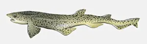Shark Prints: Illustration of Lesser Sotted Dogfish (Scyliorhinus canicula)