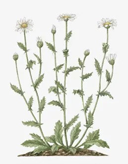 Daisy Prints: Illustration of Leucanthemum vulgare (Oxeye Daisy) bearing white flowers