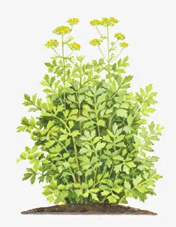 Leafy Prints: Illustration of Levisticum officinale (Lovage), foliage and yellow flowers