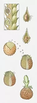 Images Dated 8th April 2010: Illustration of the life cycle of a Selaginella sp. (Heterosporous clubmoss)