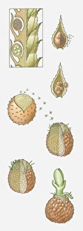 Images Dated 8th April 2010: Illustration of the life cycle of a Selaginella sp. (Heterosporous clubmoss)