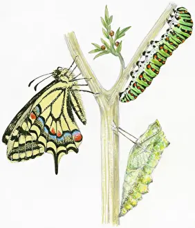 Fragility Prints: Illustration of life cycle of Swallowtail Butterfly (Papilio machaon) from pupa and caterpillar
