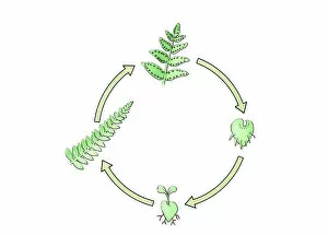 Images Dated 19th February 2008: Illustration of lifecylce of fern from seedling to frond