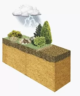 Illustration of lightning above landscape with animals and plants, converting atmospheric nitrogen i