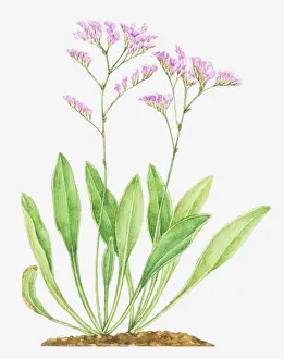 Uncultivated Prints: Illustration of Limonium vulgare (Common sea-lavender), leaves and pink flowers