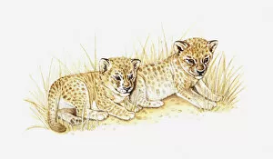Images Dated 6th May 2011: Illustration of two lion cubs in dry grass